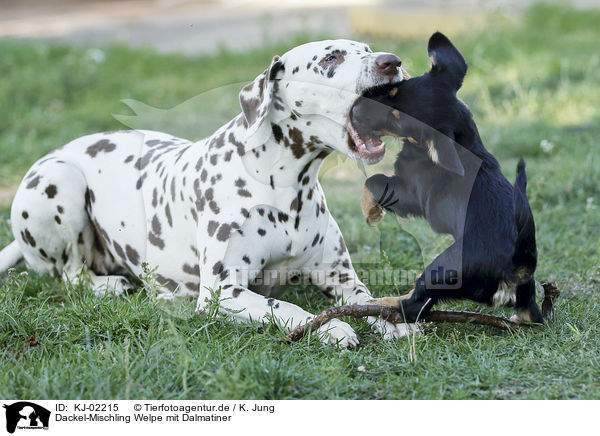 Dackel-Mischling Welpe mit Dalmatiner / Dachshund-Mongrel Puppy with Dalmatian / KJ-02215
