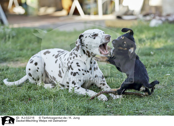 Dackel-Mischling Welpe mit Dalmatiner / Dachshund-Mongrel Puppy with Dalmatian / KJ-02216