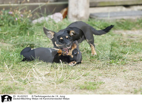 Dackel-Mischling Welpe mit Kaninchendackel Welpe / Dachshund-Mongrel Puppy with Rabbit Dachshund Puppy / KJ-02321