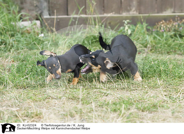 Dackel-Mischling Welpe mit Kaninchendackel Welpe / Dachshund-Mongrel Puppy with Rabbit Dachshund Puppy / KJ-02324