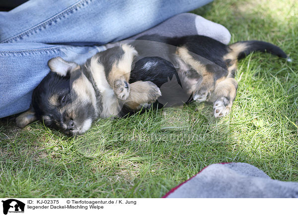 liegender Dackel-Mischling Welpe / lying Dachshund-Mongrel Puppy / KJ-02375