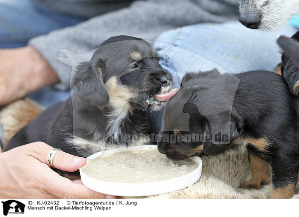 Mensch mit Dackel-Mischling Welpen / human with Dachshund-Mongrel Puppies / KJ-02432