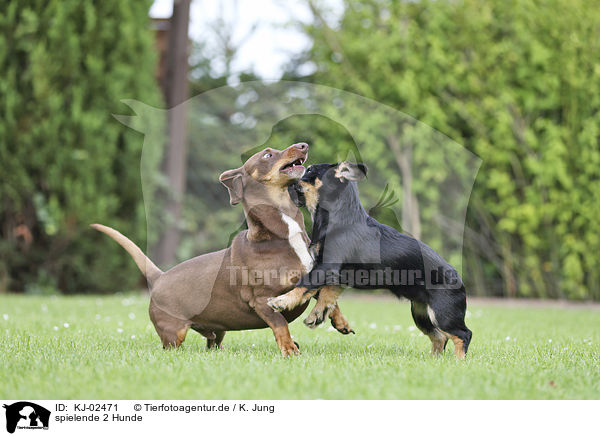 spielende 2 Hunde / playing 2 Dogs / KJ-02471