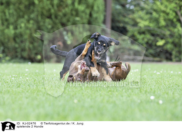 spielende 2 Hunde / playing 2 Dogs / KJ-02476