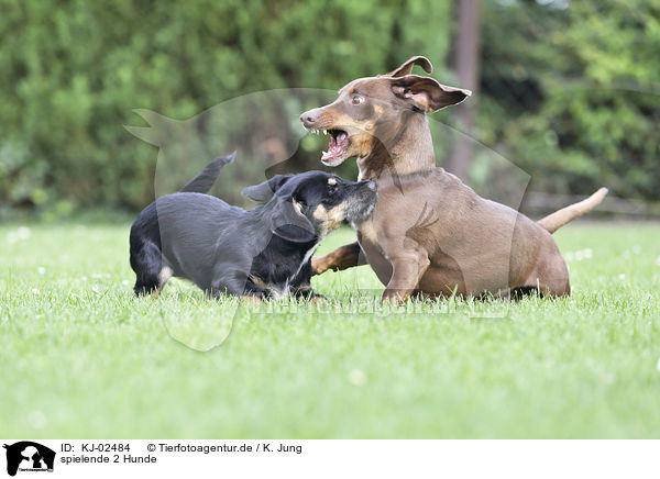 spielende 2 Hunde / playing 2 Dogs / KJ-02484