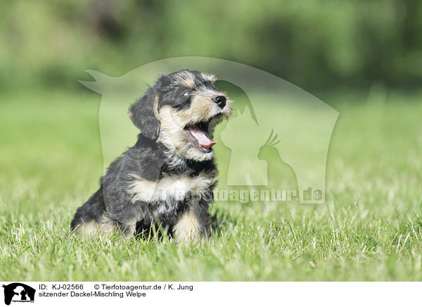 sitzender Dackel-Mischling Welpe / sitting Dachshund-Mongrel Puppy / KJ-02566