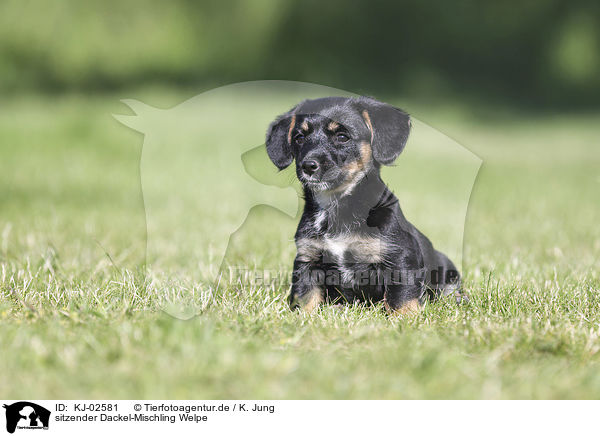 sitzender Dackel-Mischling Welpe / sitting Dachshund-Mongrel Puppy / KJ-02581