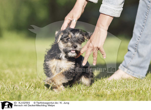 Mensch mit Dackel-Mischling Welpe / human with Dachshund-Mongrel Puppy / KJ-02593