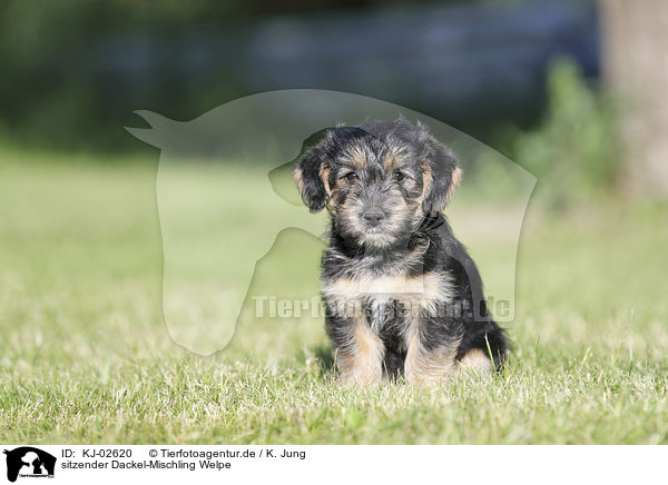 sitzender Dackel-Mischling Welpe / sitting Dachshund-Mongrel Puppy / KJ-02620