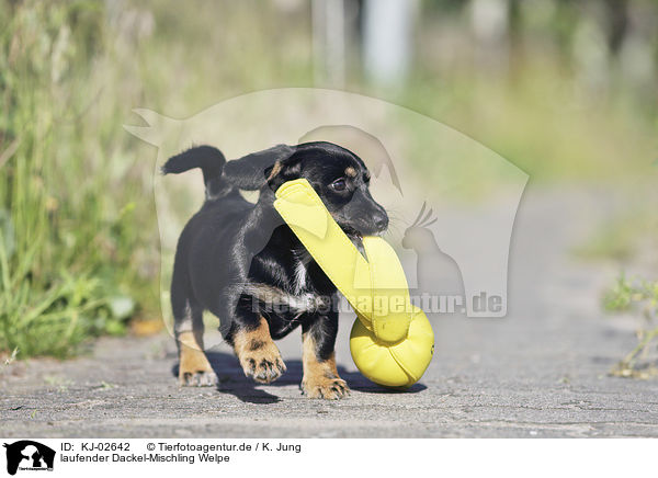 laufender Dackel-Mischling Welpe / walking Dachshund-Mongrel Puppy / KJ-02642