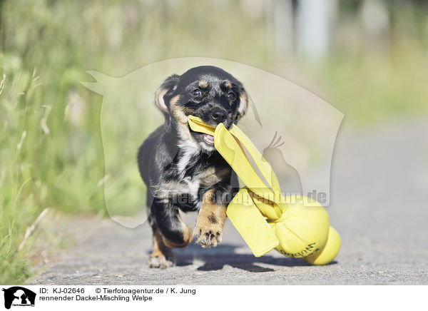 rennender Dackel-Mischling Welpe / running Dachshund-Mongrel Puppy / KJ-02646
