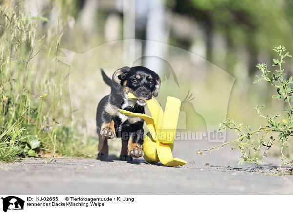 rennender Dackel-Mischling Welpe / running Dachshund-Mongrel Puppy / KJ-02655