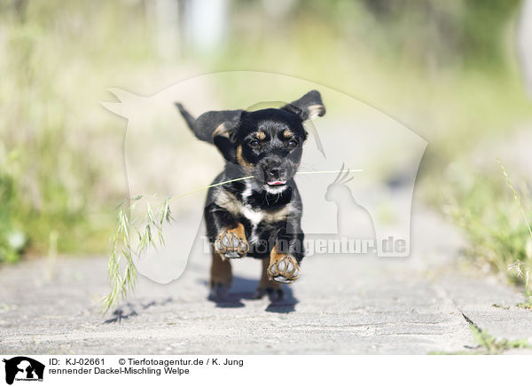 rennender Dackel-Mischling Welpe / running Dachshund-Mongrel Puppy / KJ-02661