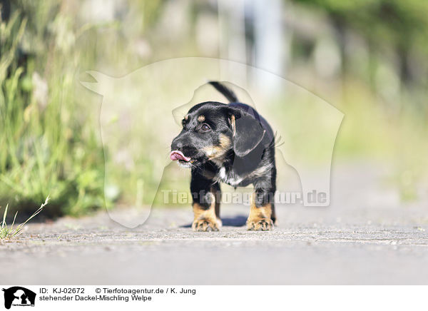 stehender Dackel-Mischling Welpe / standing Dachshund-Mongrel Puppy / KJ-02672