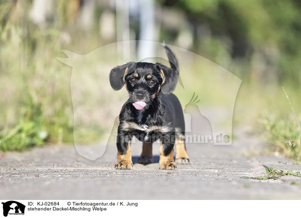 stehender Dackel-Mischling Welpe / standing Dachshund-Mongrel Puppy / KJ-02684
