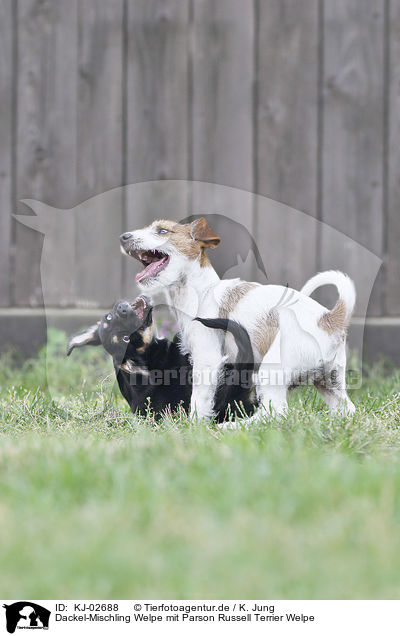 Dackel-Mischling Welpe mit Parson Russell Terrier Welpe / KJ-02688