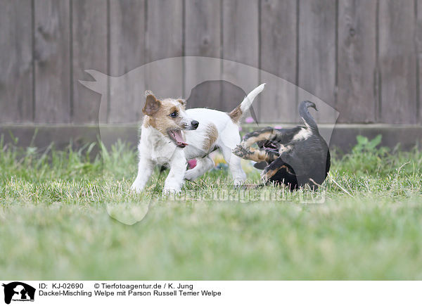 Dackel-Mischling Welpe mit Parson Russell Terrier Welpe / KJ-02690
