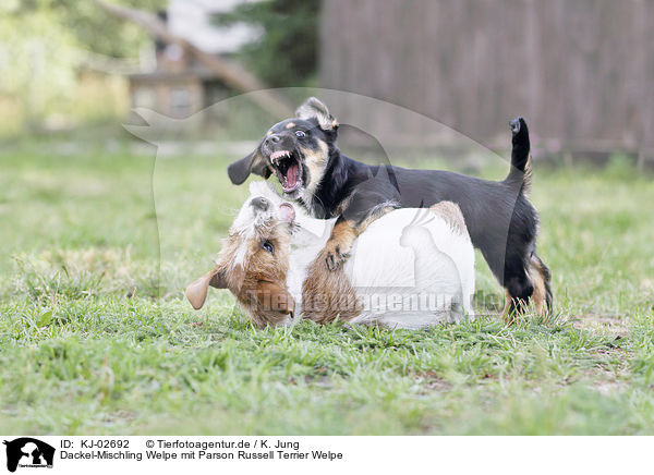 Dackel-Mischling Welpe mit Parson Russell Terrier Welpe / KJ-02692