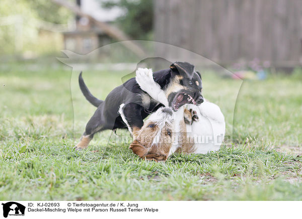 Dackel-Mischling Welpe mit Parson Russell Terrier Welpe / Dachshund-Mongrel Puppy with  Parson Russell Terrier Puppy / KJ-02693