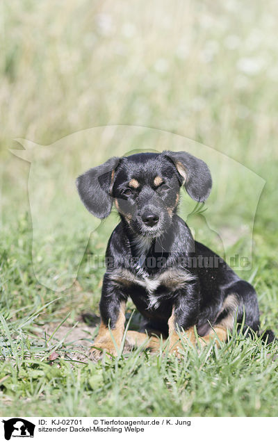 sitzender Dackel-Mischling Welpe / KJ-02701