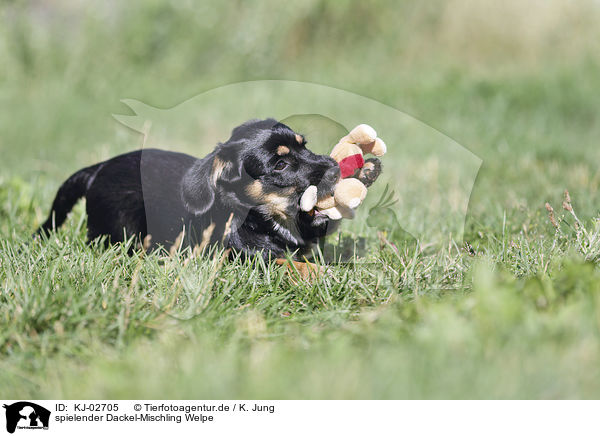 spielender Dackel-Mischling Welpe / playing Dachshund-Mongrel Puppy / KJ-02705