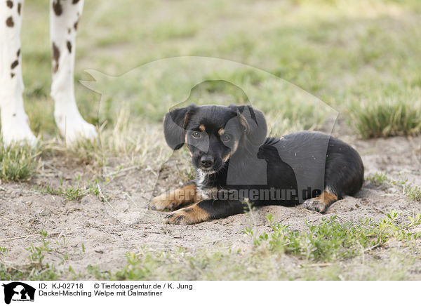 Dackel-Mischling Welpe mit Dalmatiner / Dachshund-Mongrel Puppy with Dalmatian / KJ-02718