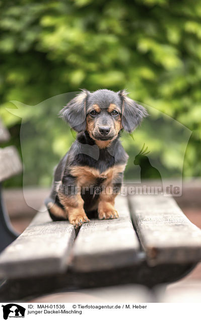 junger Dackel-Mischling / young Dachshund-Mongrel / MAH-01536
