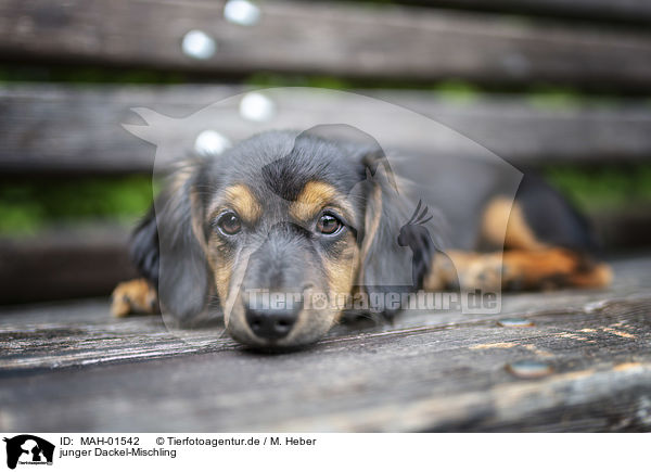junger Dackel-Mischling / young Dachshund-Mongrel / MAH-01542
