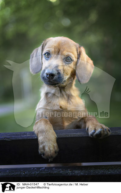 junger Dackel-Mischling / young Dachshund-Mongrel / MAH-01547