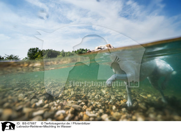 Labrador-Retriever-Mischling im Wasser / Labrador-Retriever-Mongel in the water / BS-07887