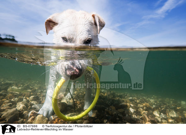 Labrador-Retriever-Mischling im Wasser / Labrador-Retriever-Mongel in the water / BS-07888