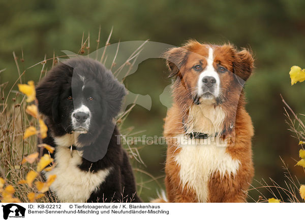 Berner-Sennenhund-Mischling und Neufundlnder-Mischling / Bernese-Mountain-Dog-Mongrel and Newfoundlander-Mongrel / KB-02212