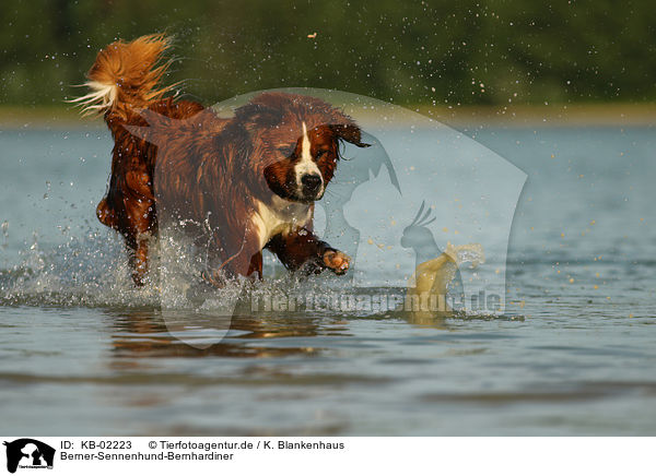 Berner-Sennenhund-Bernhardiner / Saint-Bernard-Bernese-Mountain-Dog / KB-02223