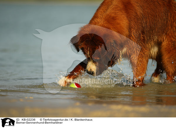 Berner-Sennenhund-Bernhardiner / Saint-Bernard-Bernese-Mountain-Dog / KB-02236