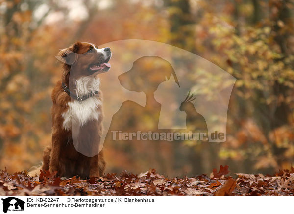 Berner-Sennenhund-Bernhardiner / Saint-Bernard-Bernese-Mountain-Dog / KB-02247