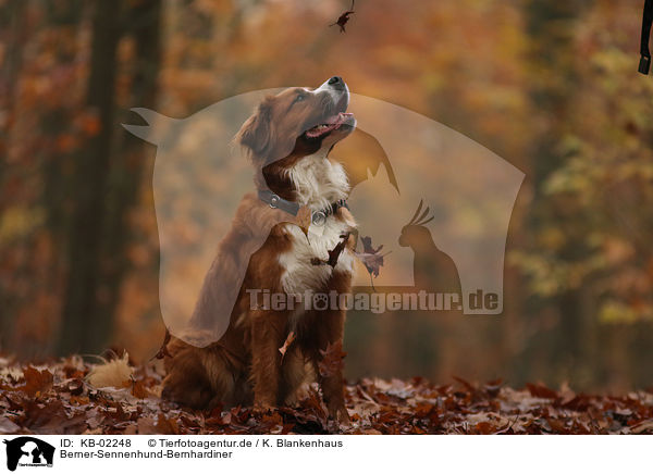 Berner-Sennenhund-Bernhardiner / Saint-Bernard-Bernese-Mountain-Dog / KB-02248