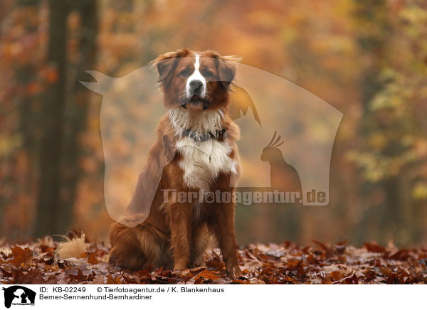 Berner-Sennenhund-Bernhardiner / Saint-Bernard-Bernese-Mountain-Dog / KB-02249