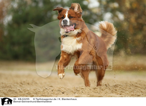 Berner-Sennenhund-Bernhardiner / Saint-Bernard-Bernese-Mountain-Dog / KB-02255