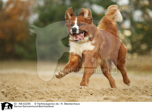 Berner-Sennenhund-Bernhardiner / Saint-Bernard-Bernese-Mountain-Dog / KB-02256