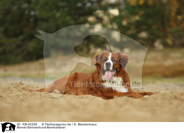 Berner-Sennenhund-Bernhardiner / Saint-Bernard-Bernese-Mountain-Dog / KB-02258