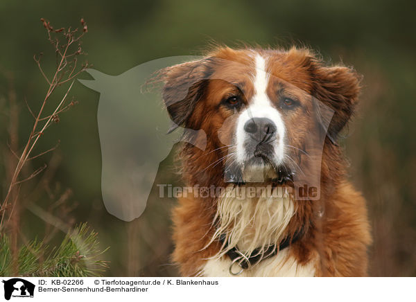 Berner-Sennenhund-Bernhardiner / Saint-Bernard-Bernese-Mountain-Dog / KB-02266