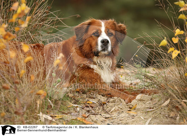 Berner-Sennenhund-Bernhardiner / Saint-Bernard-Bernese-Mountain-Dog / KB-02267