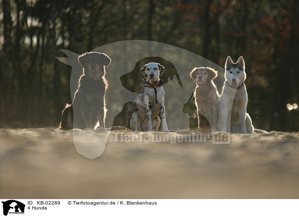 4 Hunde / 4 dogs / KB-02289