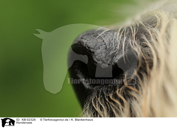 Hundenase / dog nose / KB-02328