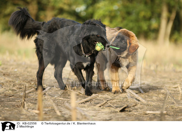 2 Mischlinge / 2 mongrels / KB-02556