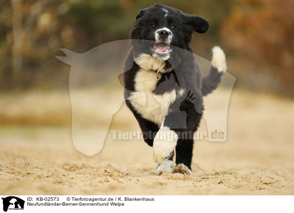 Neufundlnder-Berner-Sennenhund Welpe / Newfoundlander-Bernese-Mountain-Dog Puppy / KB-02573