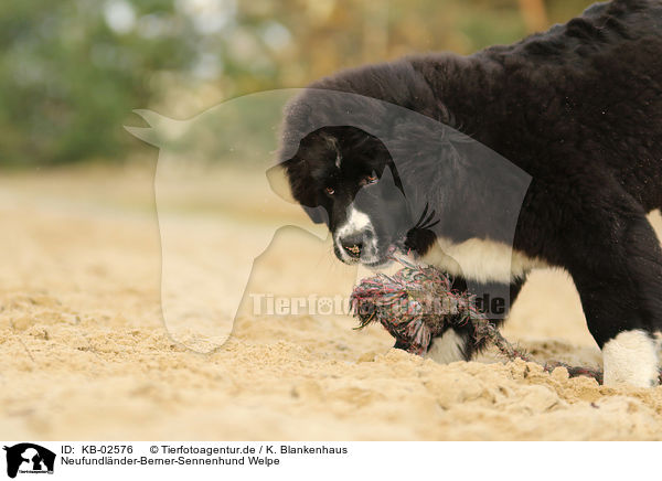 Neufundlnder-Berner-Sennenhund Welpe / Newfoundlander-Bernese-Mountain-Dog Puppy / KB-02576