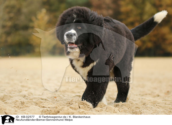 Neufundlnder-Berner-Sennenhund Welpe / Newfoundlander-Bernese-Mountain-Dog Puppy / KB-02577