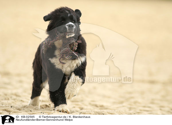 Neufundlnder-Berner-Sennenhund Welpe / Newfoundlander-Bernese-Mountain-Dog Puppy / KB-02585