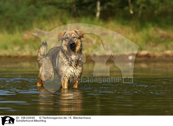 Schferhund-Mischling / Shepherd-Mongrel / KB-02648